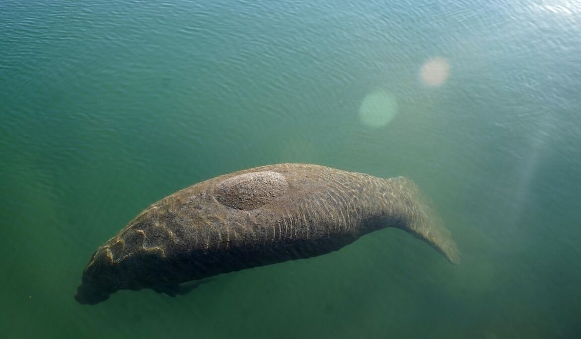Florida wildlife officials say some manatee food growing