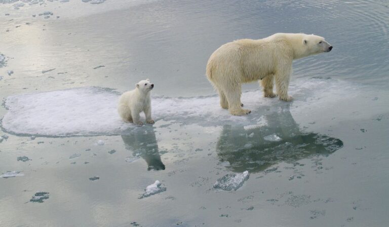 Polar bears forced to scavenge trash and deal with new human neighbors