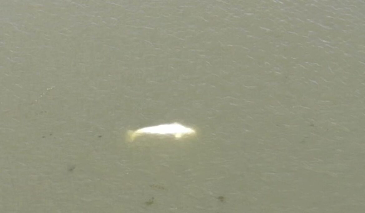 Beluga whale caught in France’s Seine not accepting food