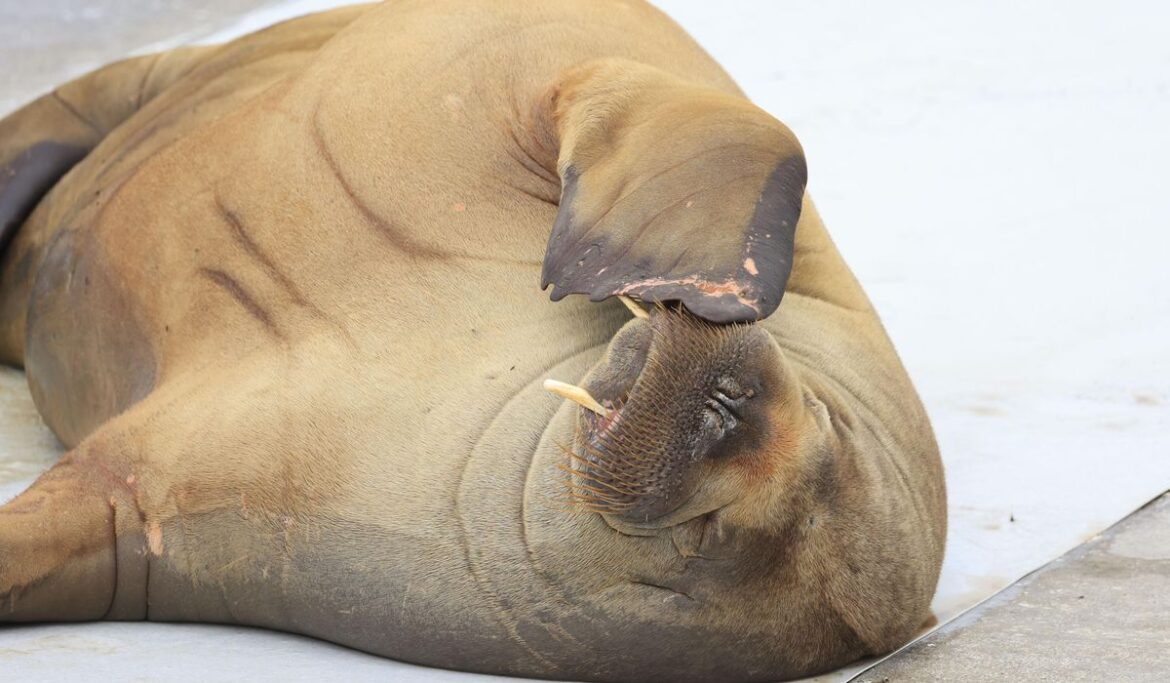 Popular wild walrus euthanized by Norwegian authorities