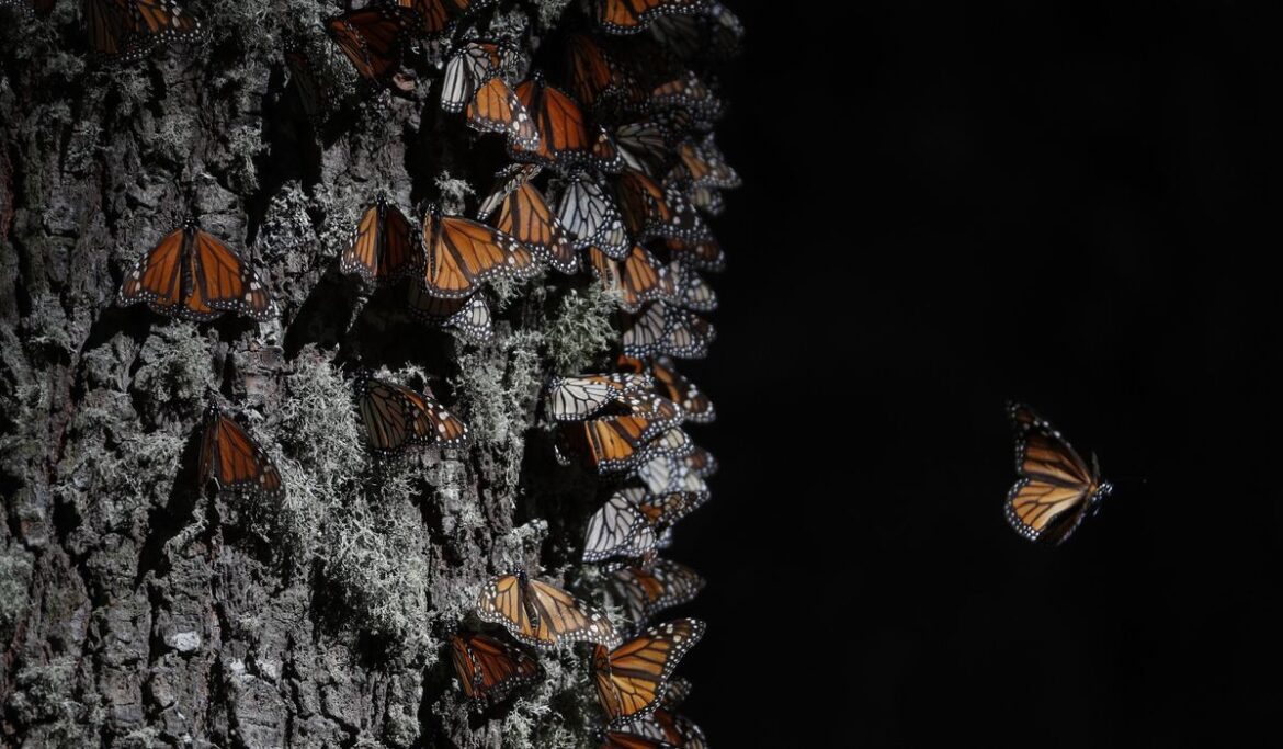 Monarch butterflies return to Mexico on annual migration