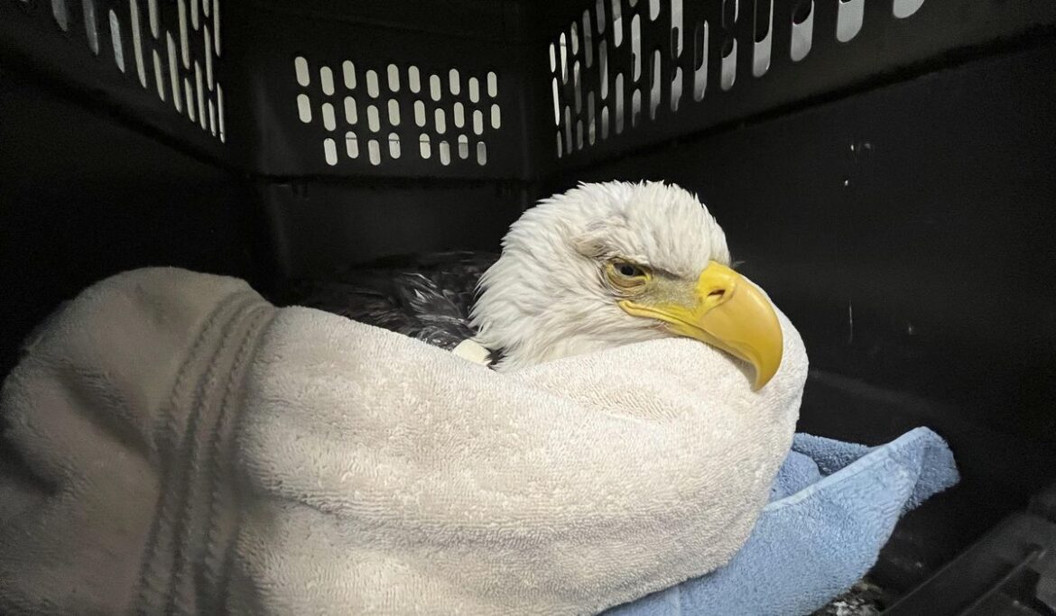 3 bald eagles die, 10 sick after eating euthanized animals